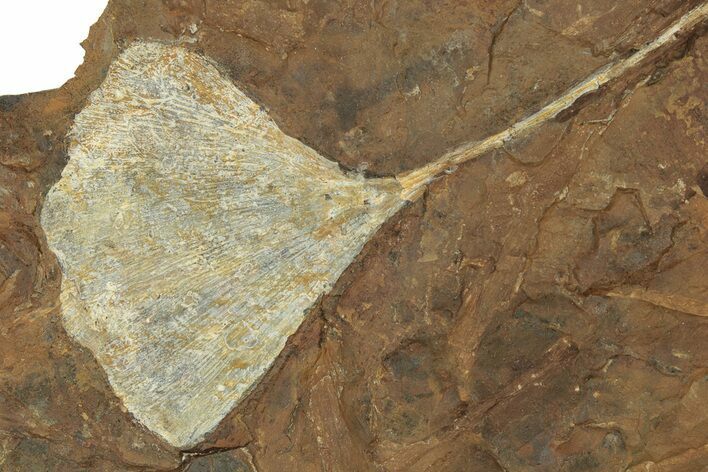 Paleocene Fossil Ginkgo Leaf - North Dakota #271060